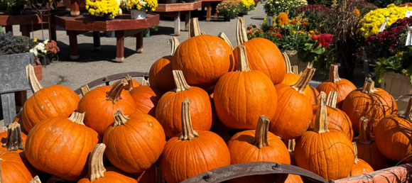 Pile of pumpkins with on display at Heinz Brother Greenhouse Garden center 
