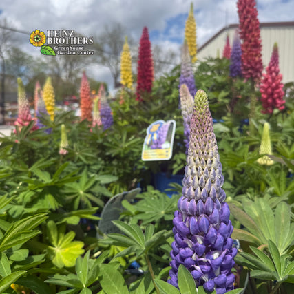 Come see what is in bloom at Heinz brothers!
