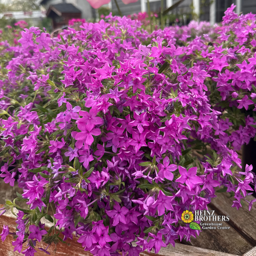Close-up of purple phlox flowers with Heinz Brothers Greenhouse logo.