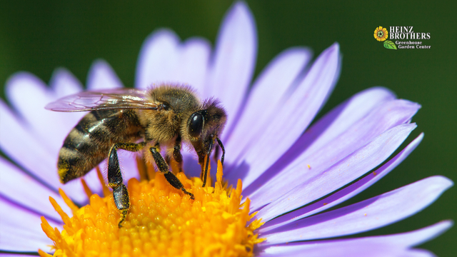 honeybee on aster