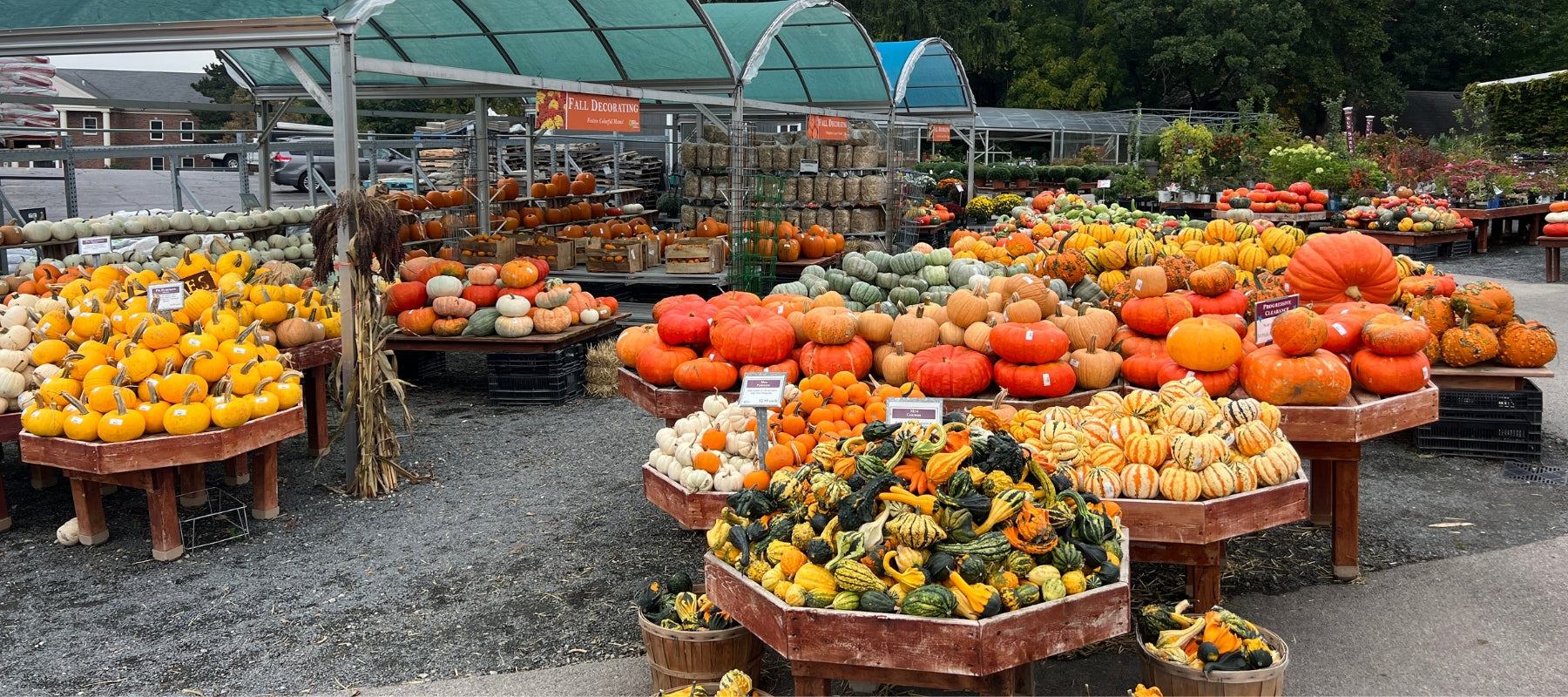 Pumpkins and gourds