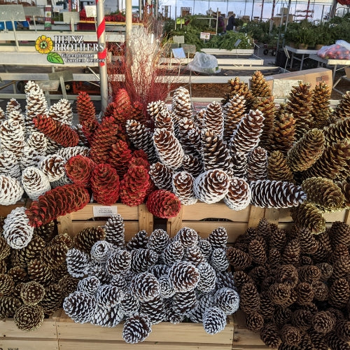 decorative pinecone picks plain, painted and glittered