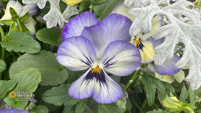 mixed planter with lavendar and butter yellow pansies and silver dusty miller