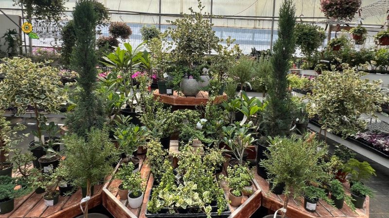 Houseplants - Charles, IL - Heinz Brothers Garden Center