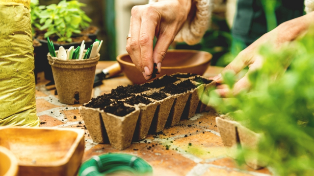 Hands putting seeds in seed starters