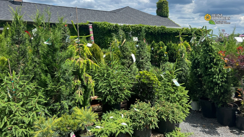 Trees & Shrubs - Charles, IL - Heinz Brothers Garden Center