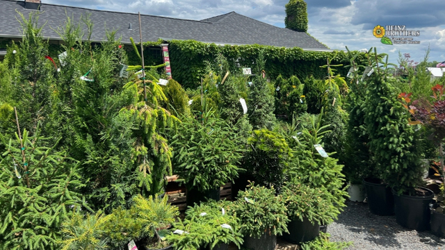 Various trees and shrubs at Heinz Brothers