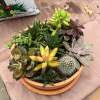 succulent Bowl