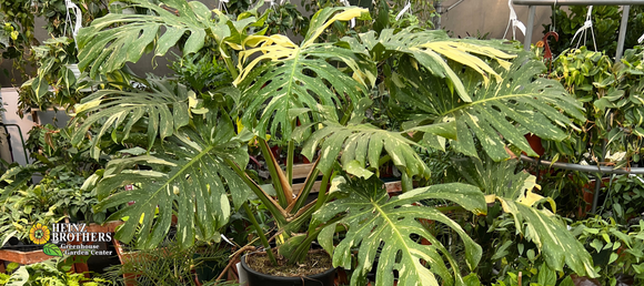 large 4-5' tall philodendron thai constellation plant in center surrounded by other green plants