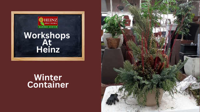 Advertisement for Heinz workshops on winter container gardening with spruce tops, red twigs, balsam, fresh cut greenery