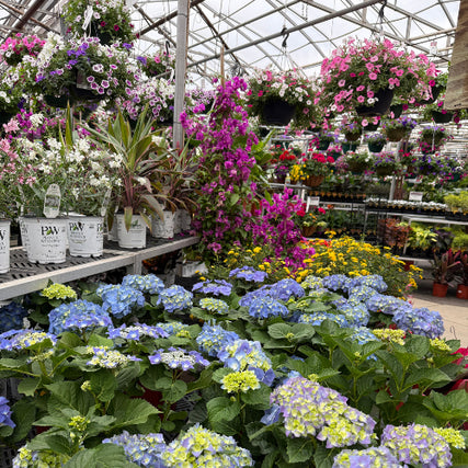 Annual Blooms are here!