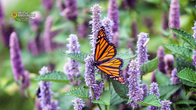 monarch butterfly on mint