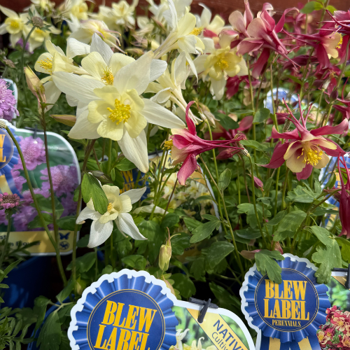 colorful yelow and yellow and red columbine flowers
