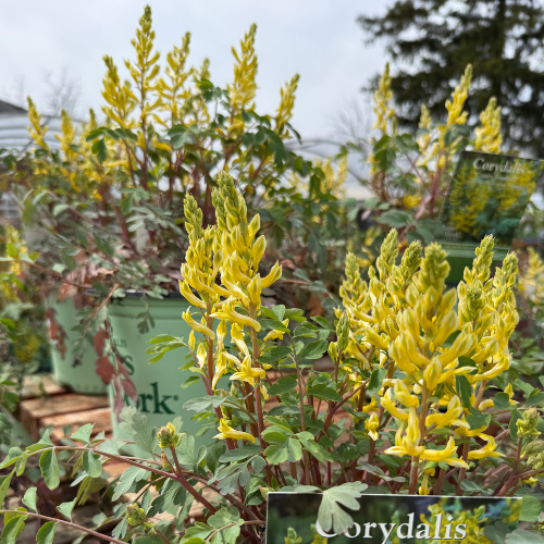 Yellow flowering plants in pots with a blurred background