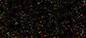 velvet black background with heinz color palette (tyrian purple, sunflower island, monster green, and white) splatters 