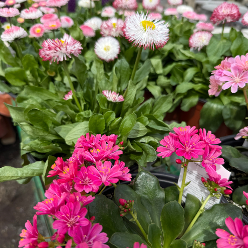 pink lewesia and english daisy flowers
