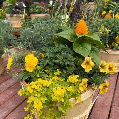 A wooden bucket planter filled with vibrant yellow flowers and green foliage, displayed on a wooden deck at Heinz Brothers Garden Center