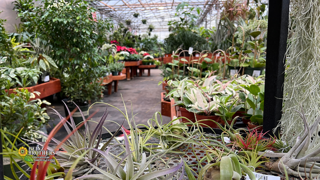 view down the greehouse aisle with lush plant displays on each side