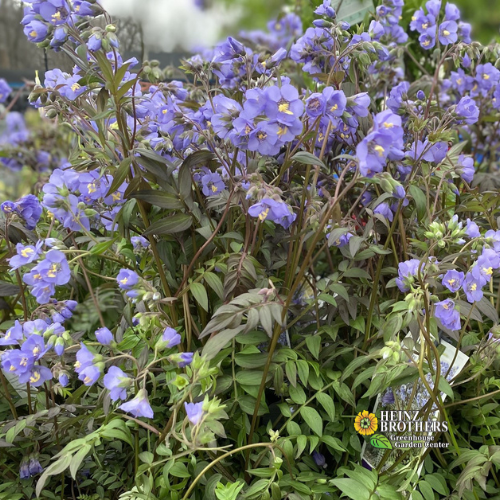 jacobs ladder Purple flowers with green leaves on a blurred natural background