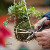 Kokedama Ball