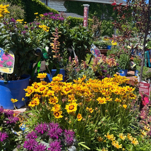 Later summer blooming perennials including coreopsis monarda agastashe at Heinz Brothers Garden Center