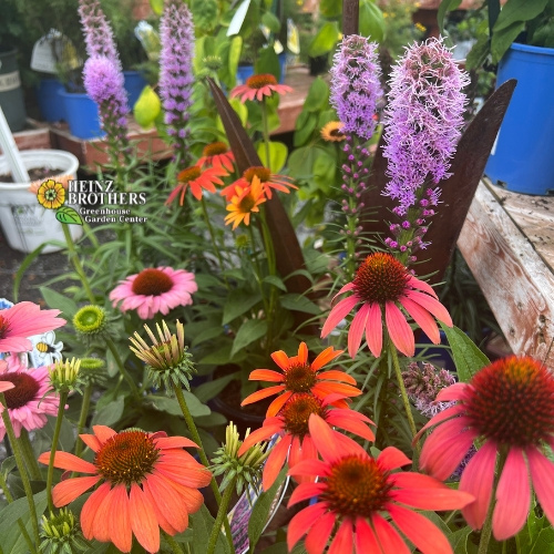 Coneflower echinacea and Liatris blazing star gayfeather on display at Heinz Brothers Garden Center
