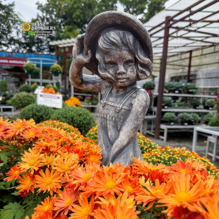 It's Chrysanthemum season!A cast stone garden statue of a young girl in overalls holding a hat, placed among vibrant orange and yellow mums on display at Heinz brothers garden center