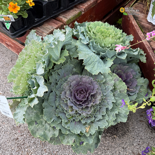 A potted ornamental cabbage mixed planter with with ruffled leaves in shades of green and purple, and green and white on display on a wooden bench at Heinz Brothers Garden Center