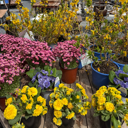 Potted flowers including yellow, pink, and purple plants on a wooden surface.