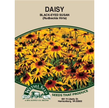 Wetsel Seed Daisy (Rudbeckia Hirta) Black Eyed Susan