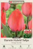 Netherland Bulb Company Darwin Hybrid Tulips 'Orange Van Eijk'