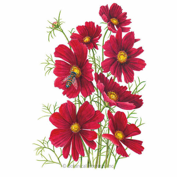 Botanical Interests Rubenza Cosmos Seeds