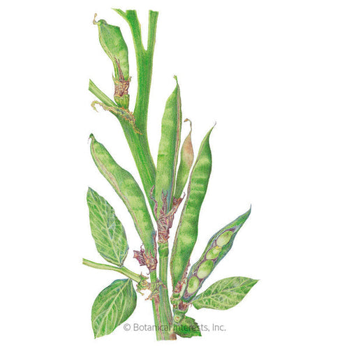 Botanical Interests Windsor Fava Bean Seeds