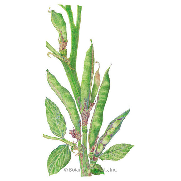 Botanical Interests Windsor Fava Bean Seeds
