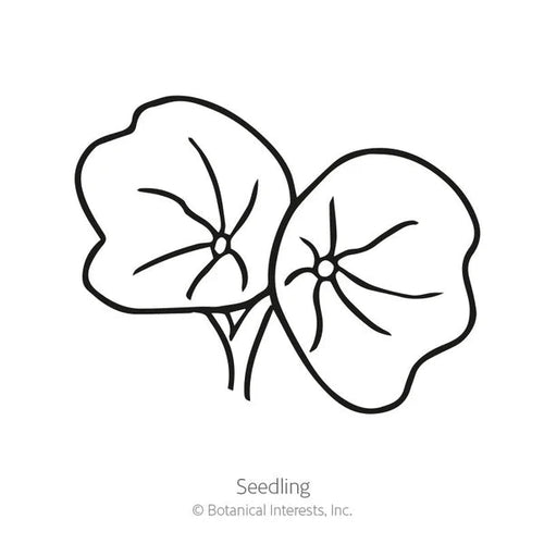 Botanical Interests Black Velvet Nasturtium Seeds