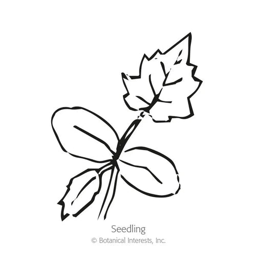 Botanical Interests Speckled Swan Hard-shelled Gourd Seeds