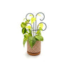 Bosmere Houseplant Trellis- 12 Mini Scroll Pot Trellis