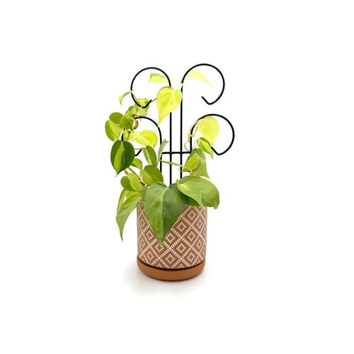 Bosmere Houseplant Trellis- 12 Mini Scroll Pot Trellis