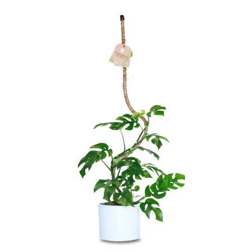 Mossify The Original Bendable Coir Pole™