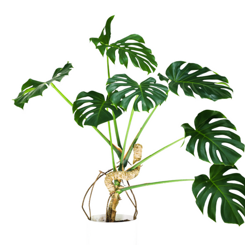 Mossify The Original Bendable Moss Pole™