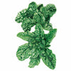 Botanical Interests Bloomsdale Spinach Seeds