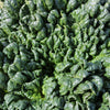 Botanical Interests Bloomsdale Spinach Seeds