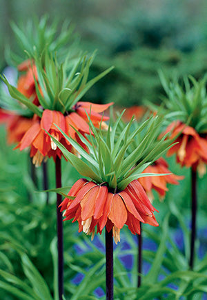 Netherland Bulb Company Red Crown Imperial