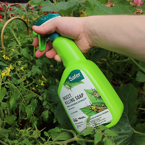 safers insecticidal soap SAFER® BRAND INSECT KILLING SOAP WITH SEAWEED EXTRACT RTU - Charles, IL