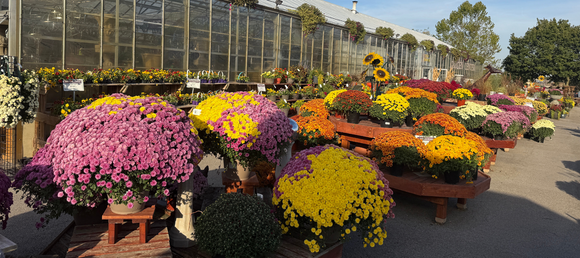 Colorful fall annual flower display in front of Heinz Brothers greenhouse with various fall color blooming mums, plants and flowers.