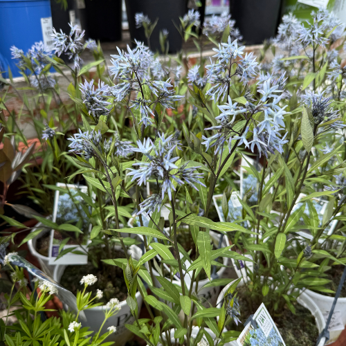 amsonia storm cloud perennial plants with blue flowers
