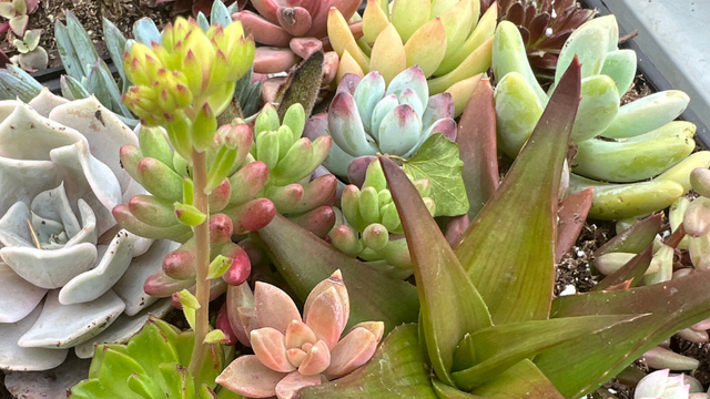 collection of different color, shape and texture of succulents arranged in a planter
