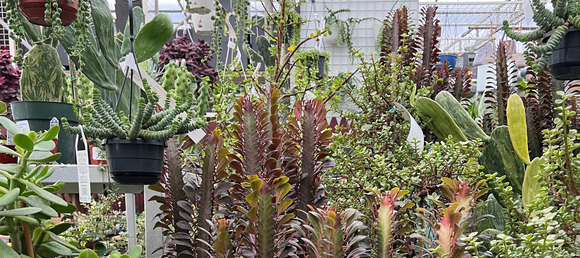 mass grouping of several hanging and tabletop succulents 