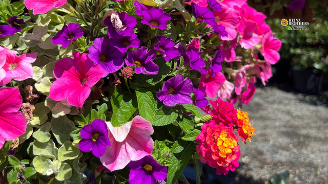 summer planter with pink and purple petunias and sunrise lantana