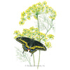 Botanical Interests Bouquet Dill Seeds